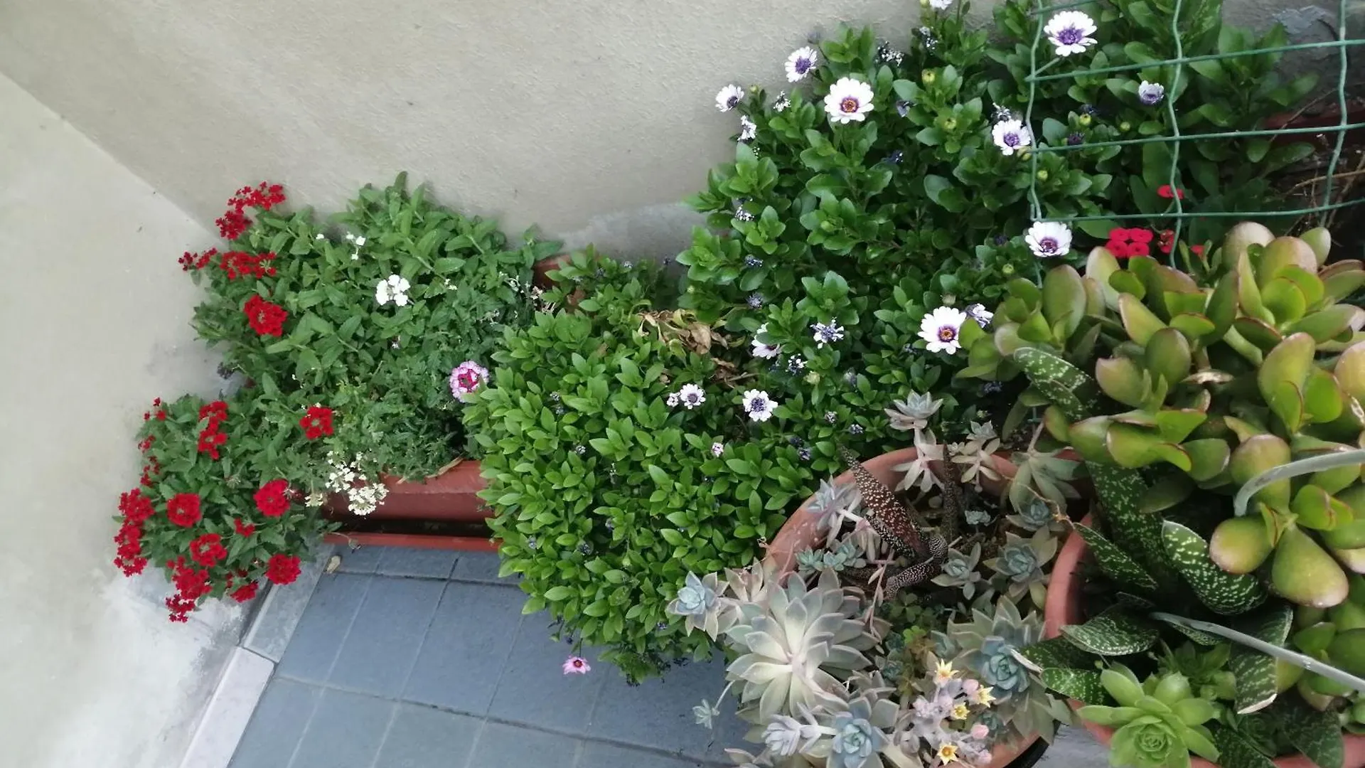 L Agrifoglio Di Rita Loddo Apartman Fonni